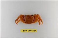 藏品(白紋方蟹)的圖片